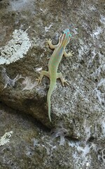 Phelsuma ornata