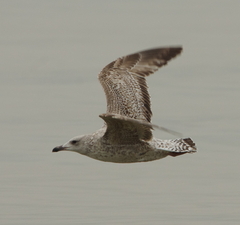 Vega Gull photo 4