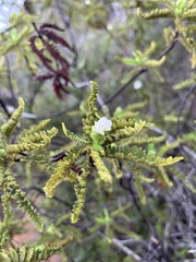 Chamaebatia australis