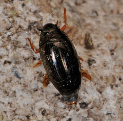 Gyrinus