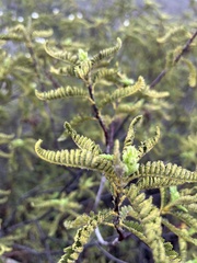 Chamaebatia australis