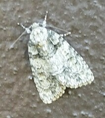 Acronicta increta