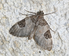 Thera vetustata