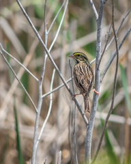 Passerculus sandwichensis savanna