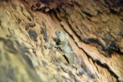 Lophosaurus spinipes