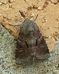 Oligia minuscula