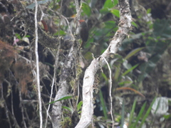 Cranioleuca erythrops