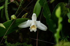 Sobralia klotzscheana