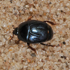 Hypocaccus metallicus