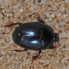 Hypocaccus metallicus