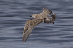 Larus argentatus × glaucescens