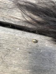 Paropsisterna bimaculata