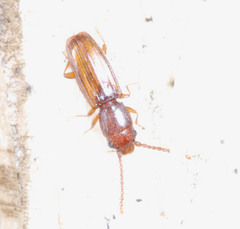 Cryptolestes duplicatus