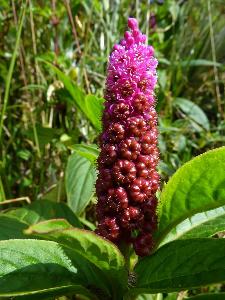 Phytolacca bogotensis