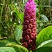 Phytolacca bogotensis - Photo (c) Andreas Kay, some rights reserved (CC BY-NC-SA)
