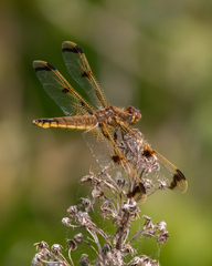 Libellula semifasciata