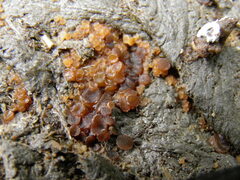 Ascobolus furfuraceus