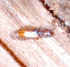 Cryptolestes duplicatus