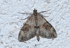Thera obeliscata