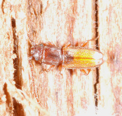 Placonotus testaceus