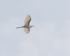 Ardea alba egretta