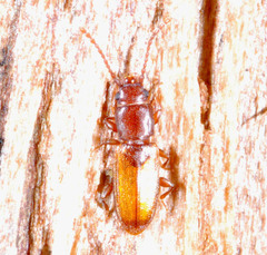 Placonotus testaceus