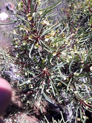 Euphorbia loricata