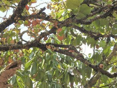 Diospyros egrettarum