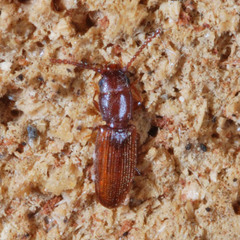 Laemophloeidae