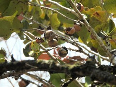 Diospyros egrettarum