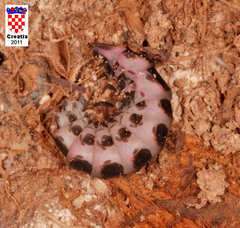 Nyctophila reichii