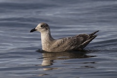 Larus argentatus × glaucescens