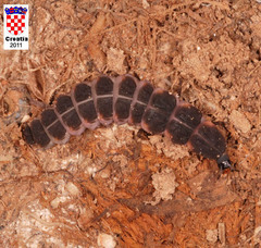 Nyctophila reichii