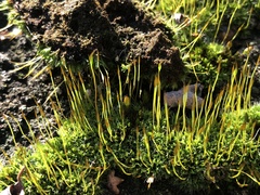 Tortula muralis muralis