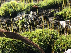 Tortula muralis muralis