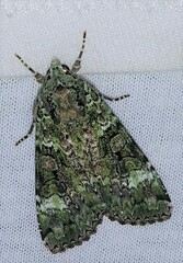 Anaplectoides prasina