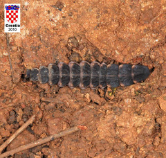 Nyctophila reichii