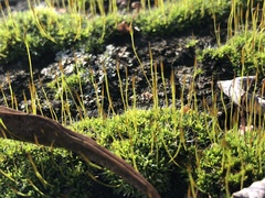 Tortula muralis muralis