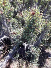 Euphorbia loricata