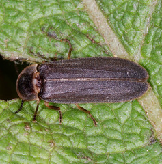 Lampyris noctiluca