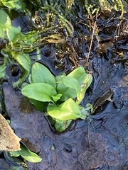 Veronica anagallis-aquatica