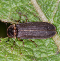 Lampyris noctiluca