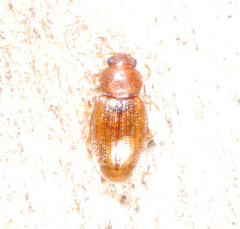 Corticarina