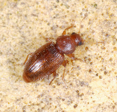 Corticarina