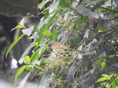 Chlorospingus semifuscus