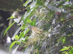 Chlorospingus semifuscus