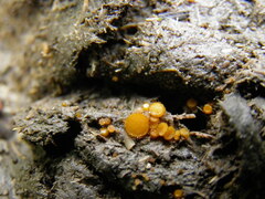 Cheilymenia stercorea