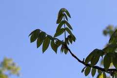 Rhus
