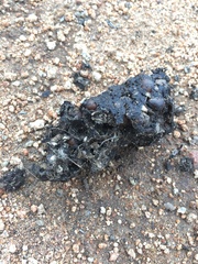 Spilogale gracilis