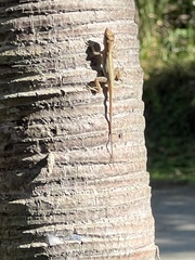 Anolis cristatellus